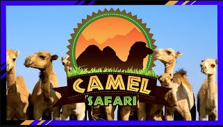 Things To Do Camel Safari